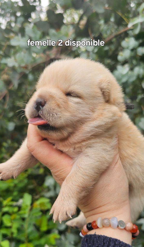 Le domaine de fabadel - Chiots disponibles - Chow Chow