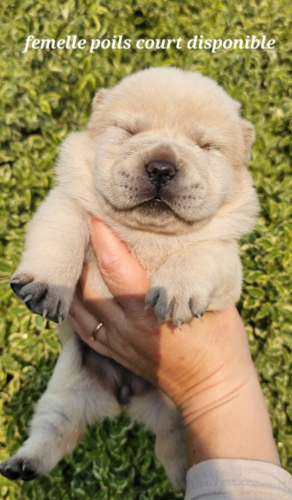 Le domaine de fabadel - Chiots disponibles - Chow Chow