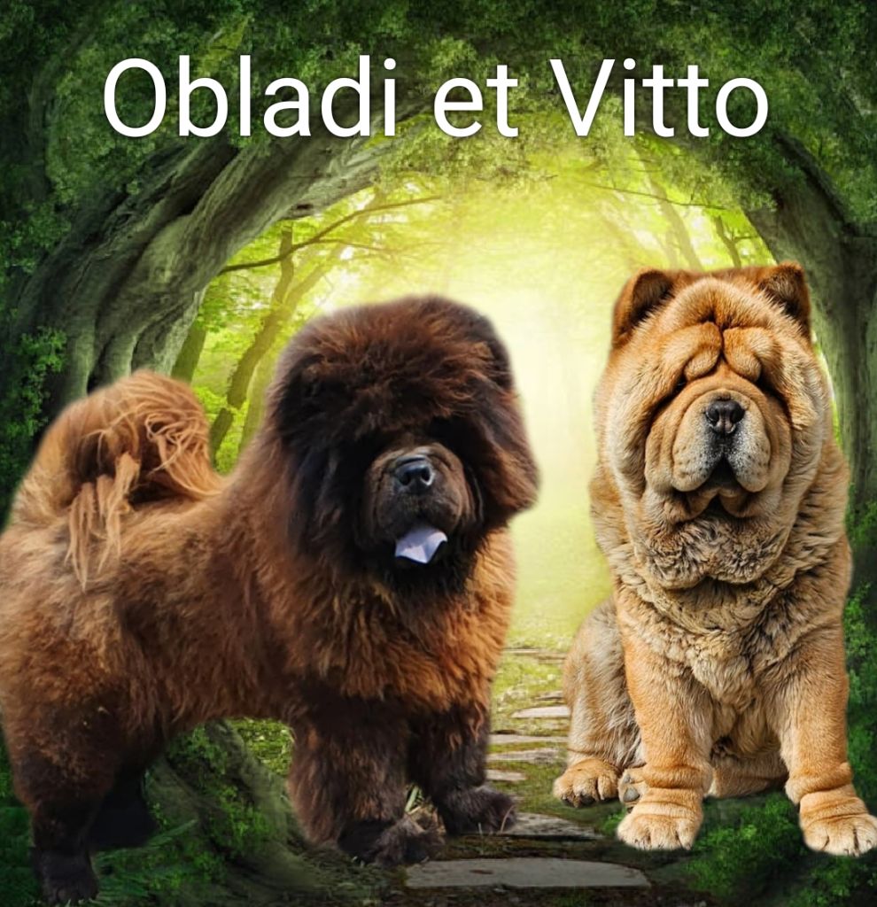 Chiot Chow Chow Le domaine de fabadel