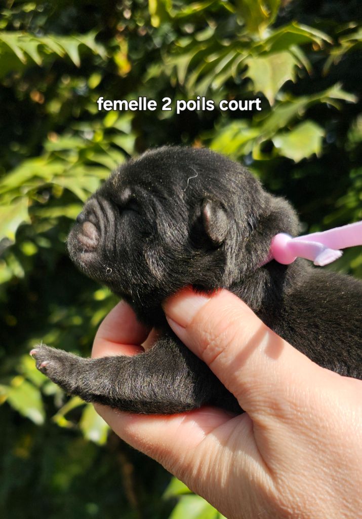 Le domaine de fabadel - Chiots disponibles - Chow Chow
