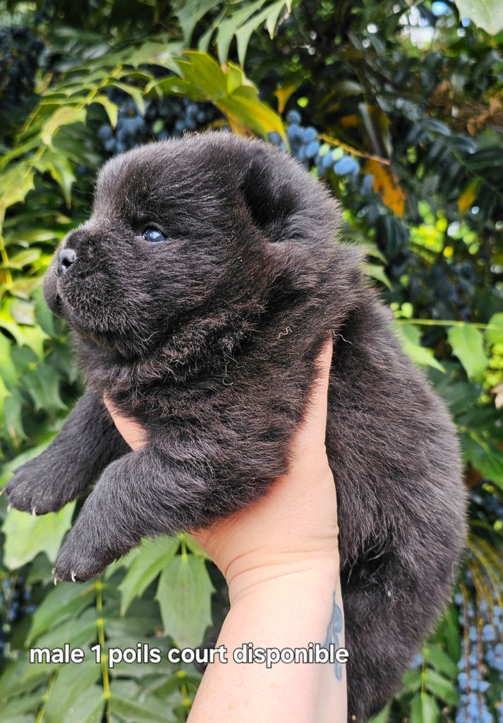 Le domaine de fabadel - Chiots disponibles - Chow Chow