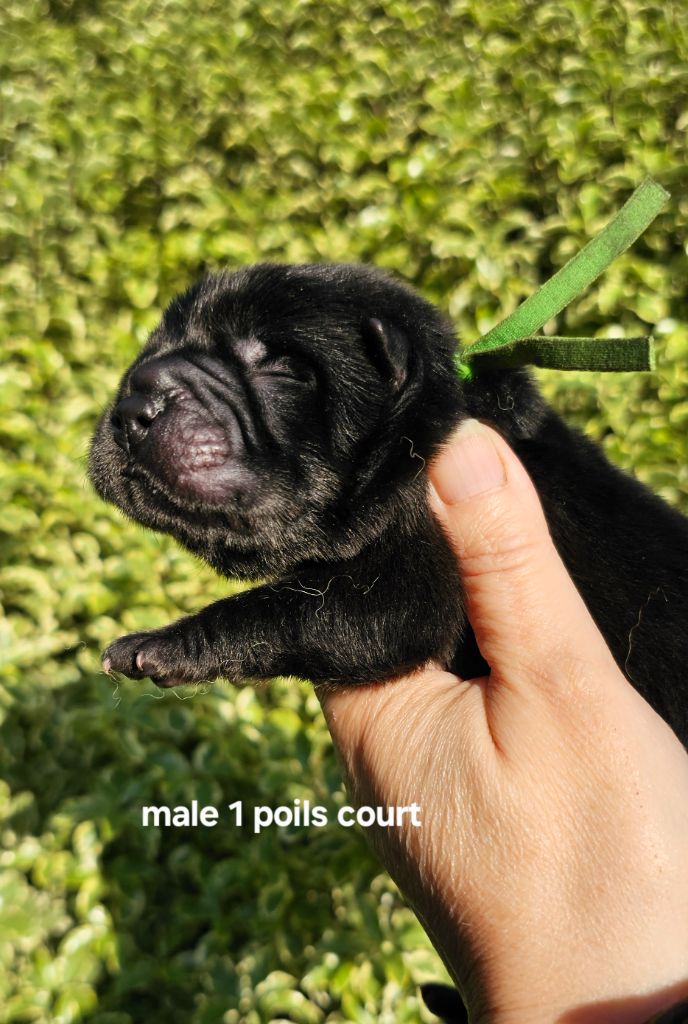 Le domaine de fabadel - Chiots disponibles - Chow Chow