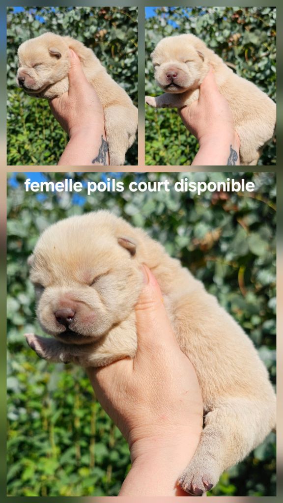 Le domaine de fabadel - Chiots disponibles - Chow Chow