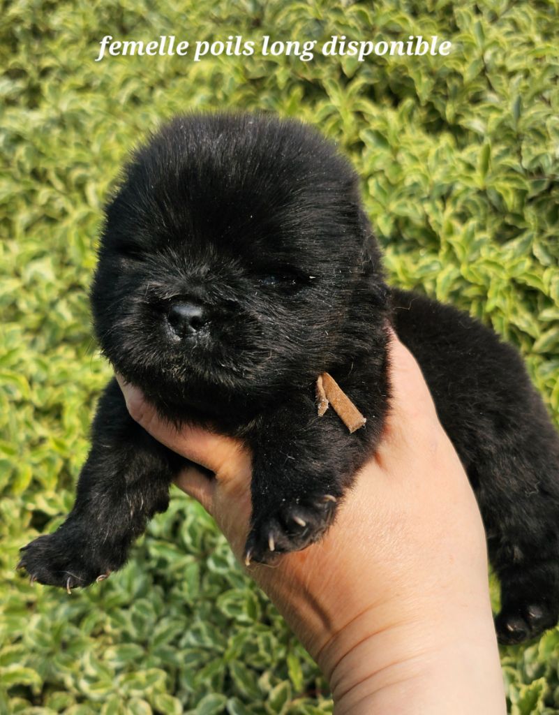 Le domaine de fabadel - Chiots disponibles - Chow Chow
