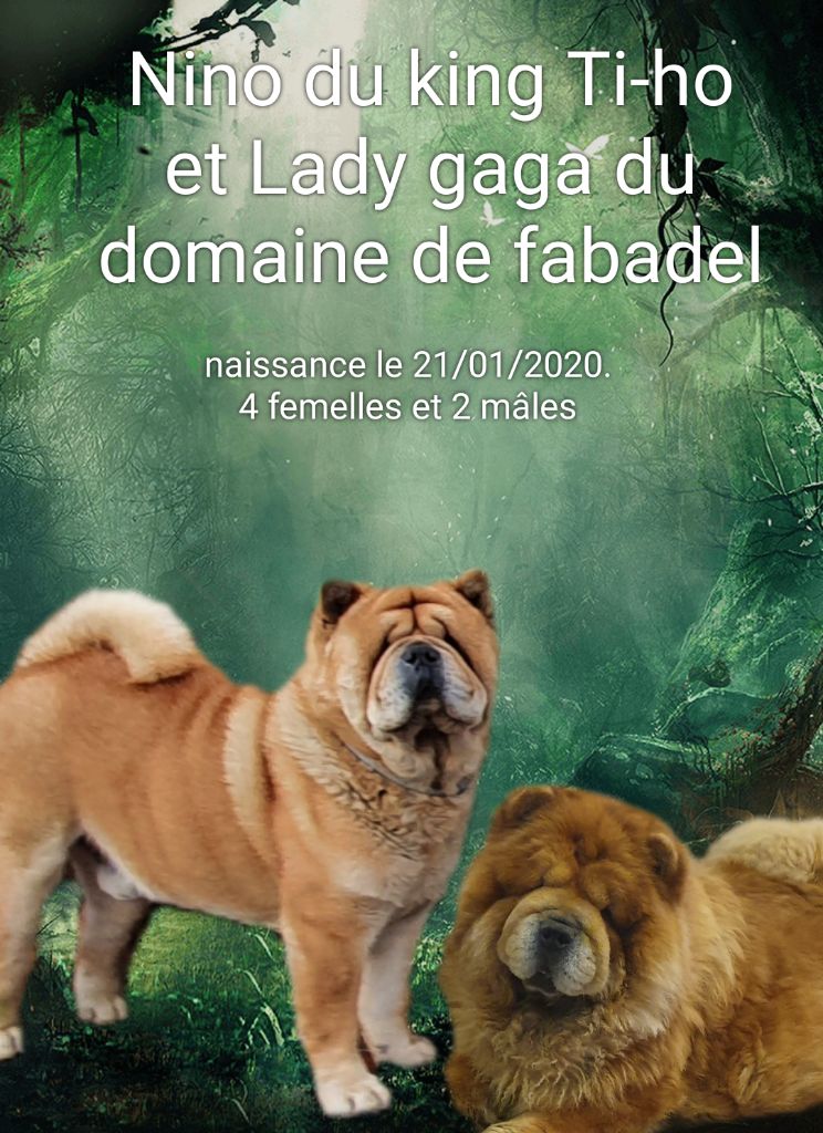 Chiot Chow Chow Le domaine de fabadel