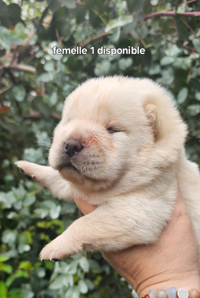 Le domaine de fabadel - Chiots disponibles - Chow Chow