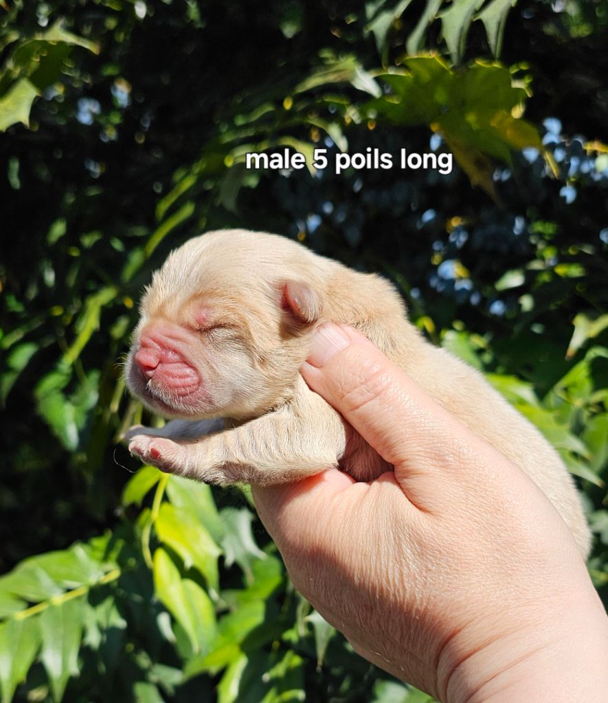 Le domaine de fabadel - Chiots disponibles - Chow Chow