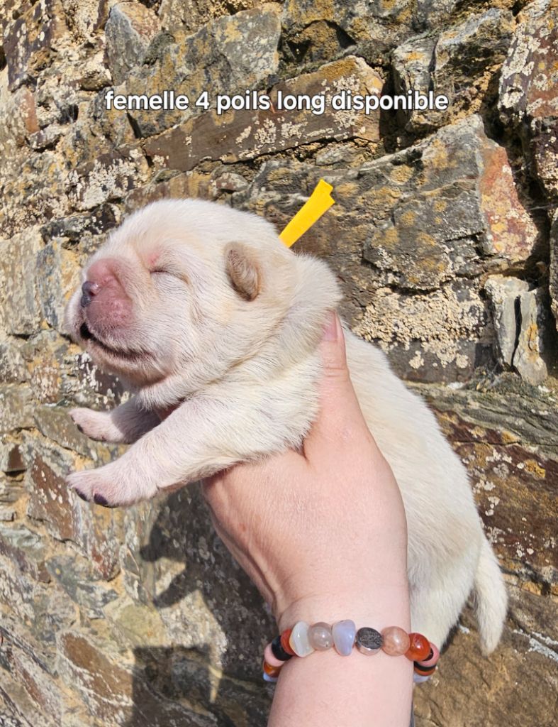 Le domaine de fabadel - Chiots disponibles - Chow Chow