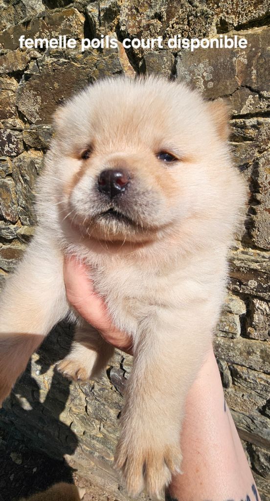 Le domaine de fabadel - Chiots disponibles - Chow Chow