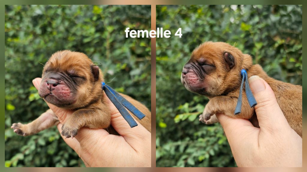 Le domaine de fabadel - Chiots disponibles - Chow Chow