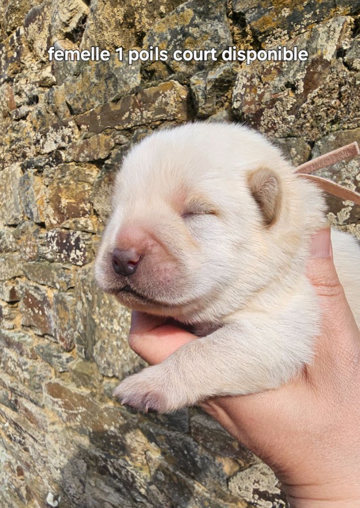 Le domaine de fabadel - Chiots disponibles - Chow Chow