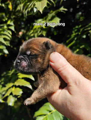 CHIOT