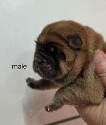 CHIOT 3