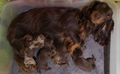 CHIOT 4