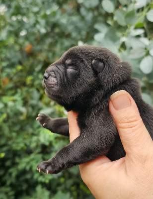 CHIOT