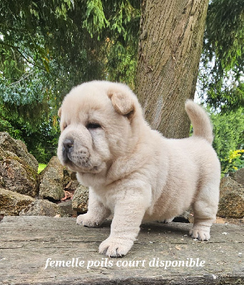 CHIOT