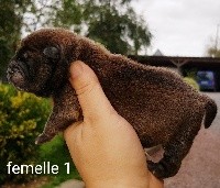 CHIOT