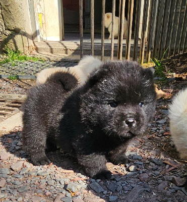 CHIOT