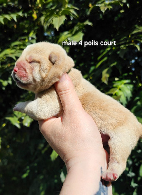 CHIOT