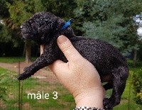 CHIOT