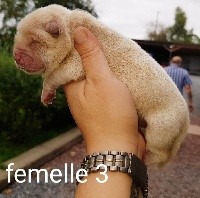 CHIOT
