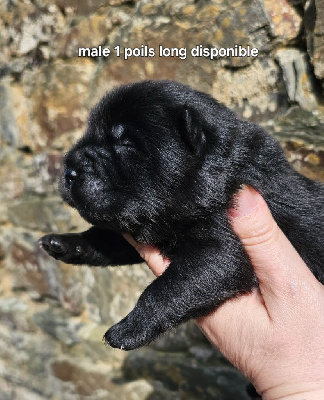 CHIOT