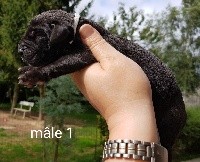 CHIOT