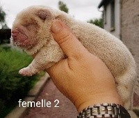 CHIOT