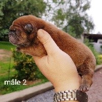 CHIOT