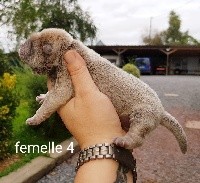 CHIOT