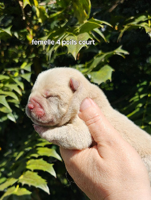 CHIOT