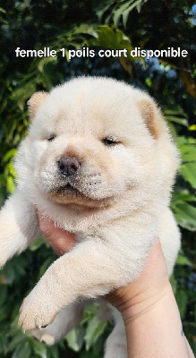 CHIOT