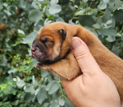 CHIOT