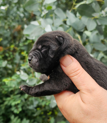 CHIOT