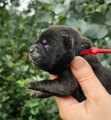 CHIOT