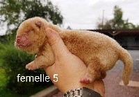 CHIOT