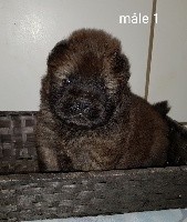 CHIOT