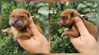 CHIOT