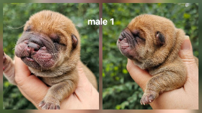 CHIOT