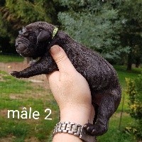 CHIOT
