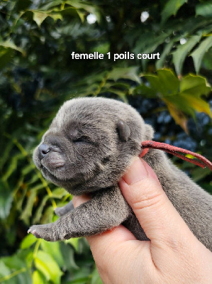 CHIOT