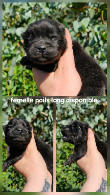 CHIOT