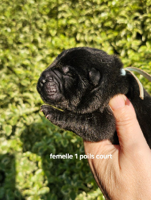 CHIOT