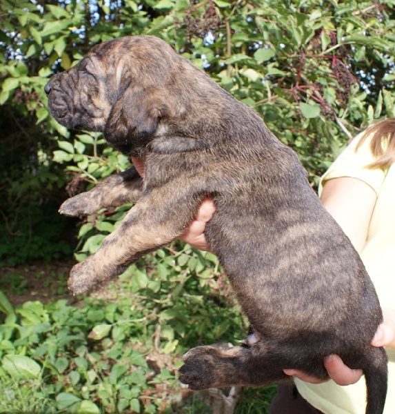 Le domaine de fabadel - Fila Brasileiro - Portée née le 19/08/2011