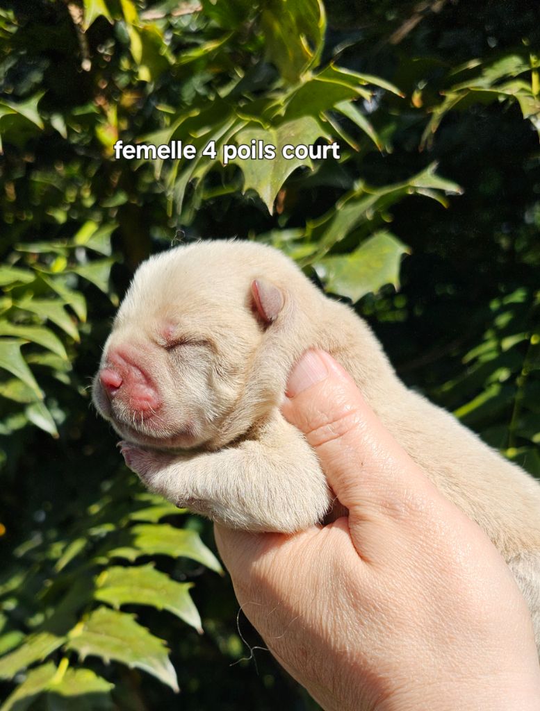 Le domaine de fabadel - Chiots disponibles - Chow Chow