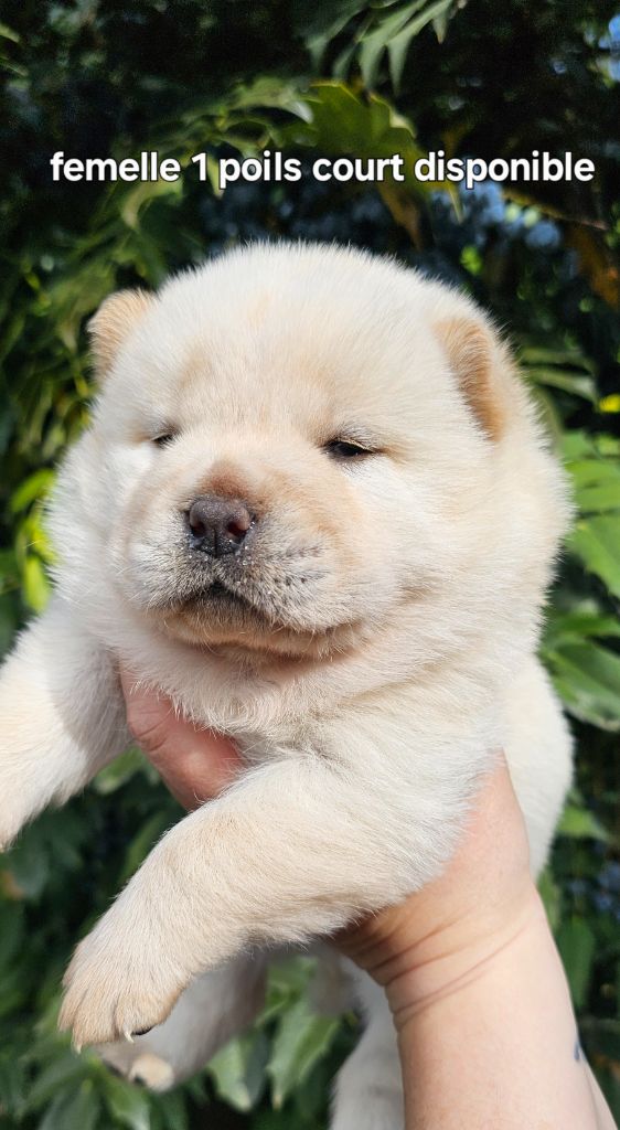 Le domaine de fabadel - Chiots disponibles - Chow Chow
