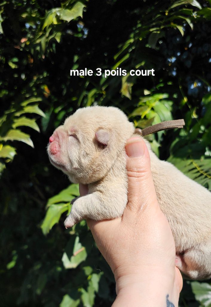 Le domaine de fabadel - Chiots disponibles - Chow Chow