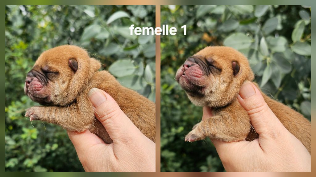 Le domaine de fabadel - Chiots disponibles - Chow Chow