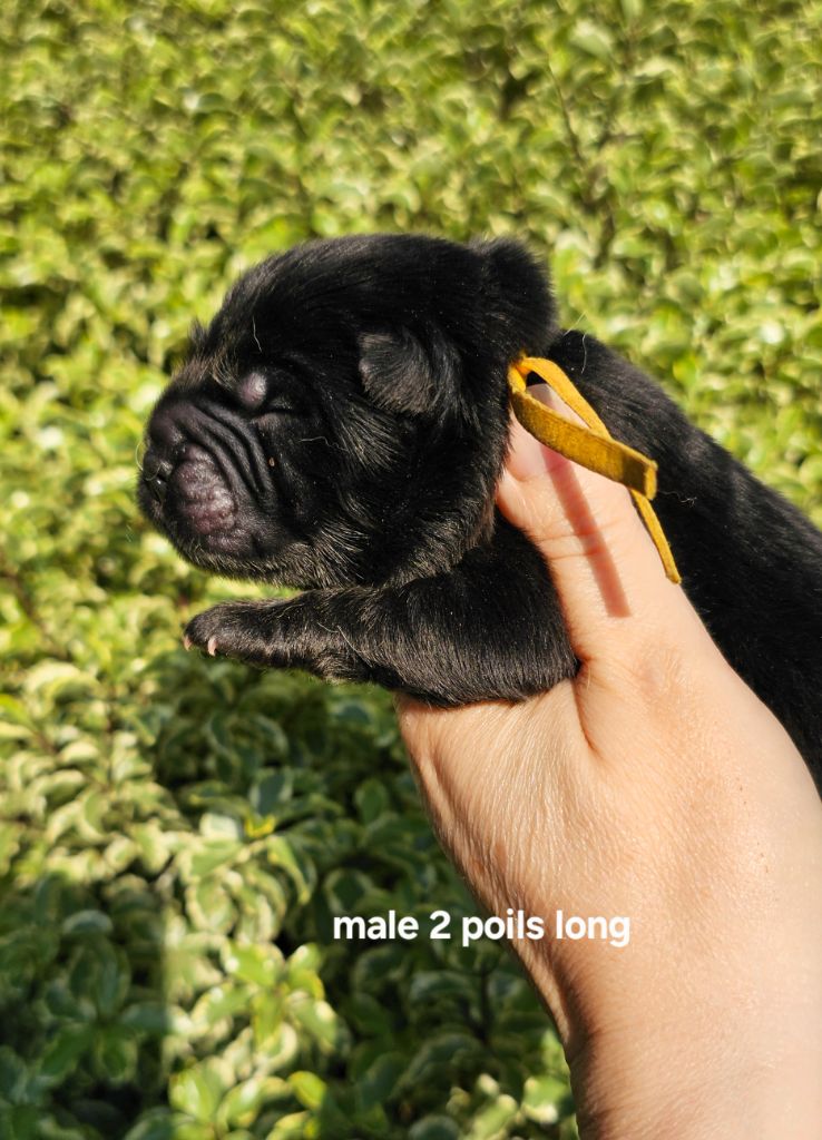 Le domaine de fabadel - Chiots disponibles - Chow Chow