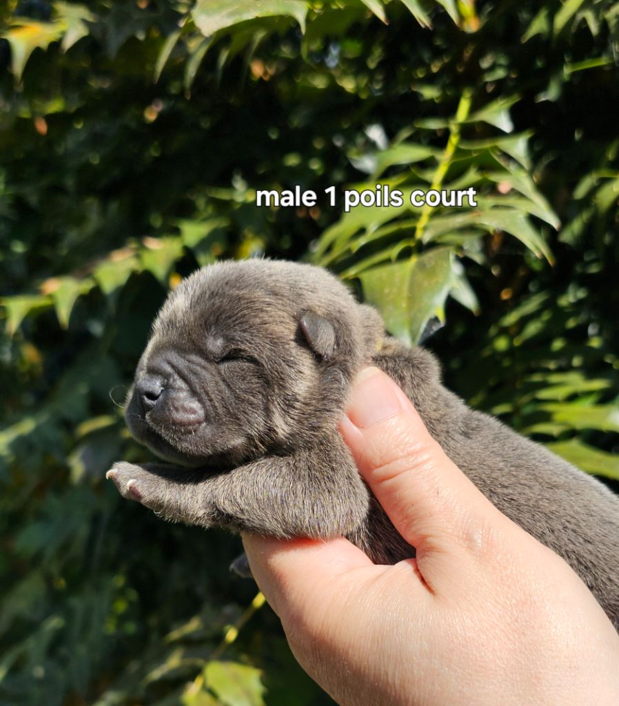 Le domaine de fabadel - Chiots disponibles - Chow Chow